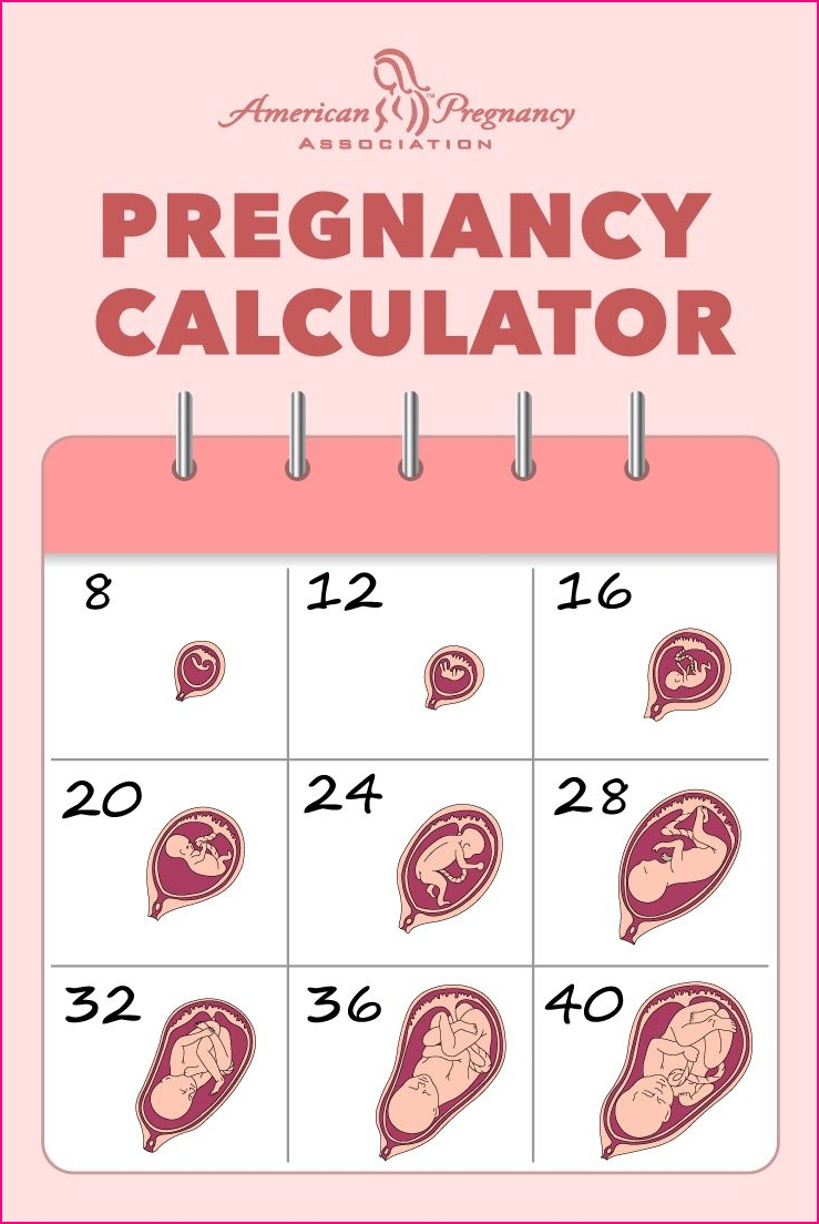 A Pregnancy Calendar - Wpa.wpart.co