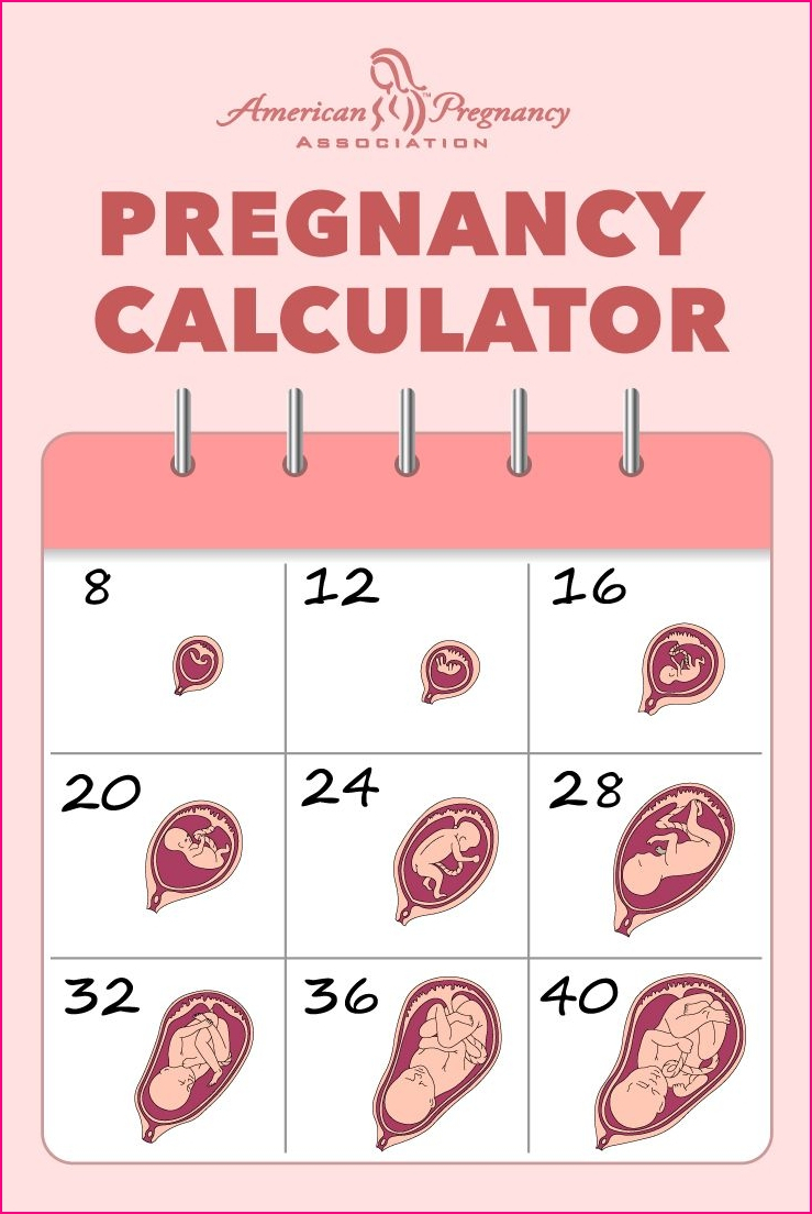 Pregnancy Calendar Weeks Ten Free Printable Calendar SexiezPicz Web Porn