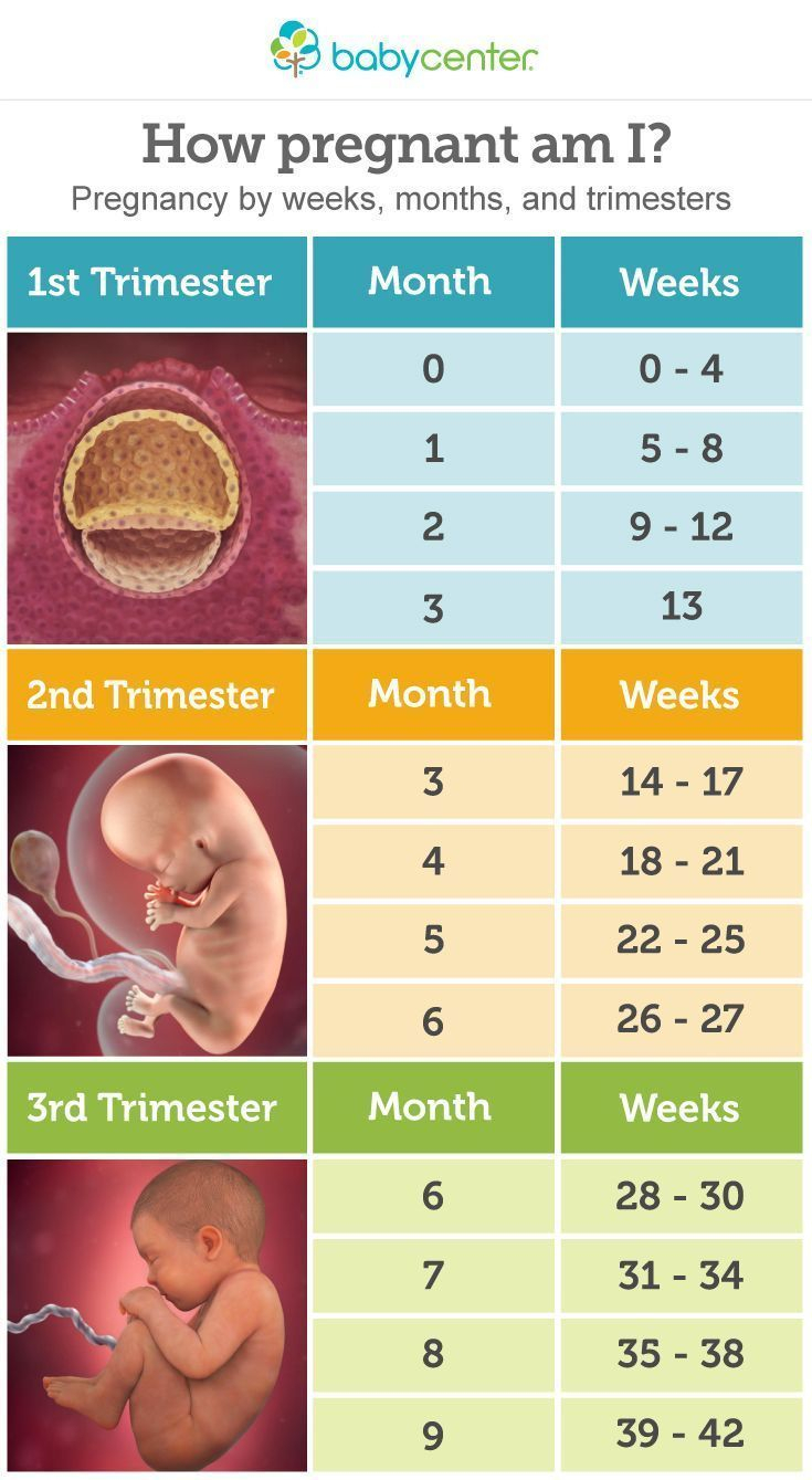 Pregnancy Calendar 4 Weeks