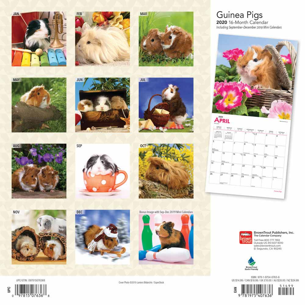 Guinea Pigs Calendar 2020 | Animal Den