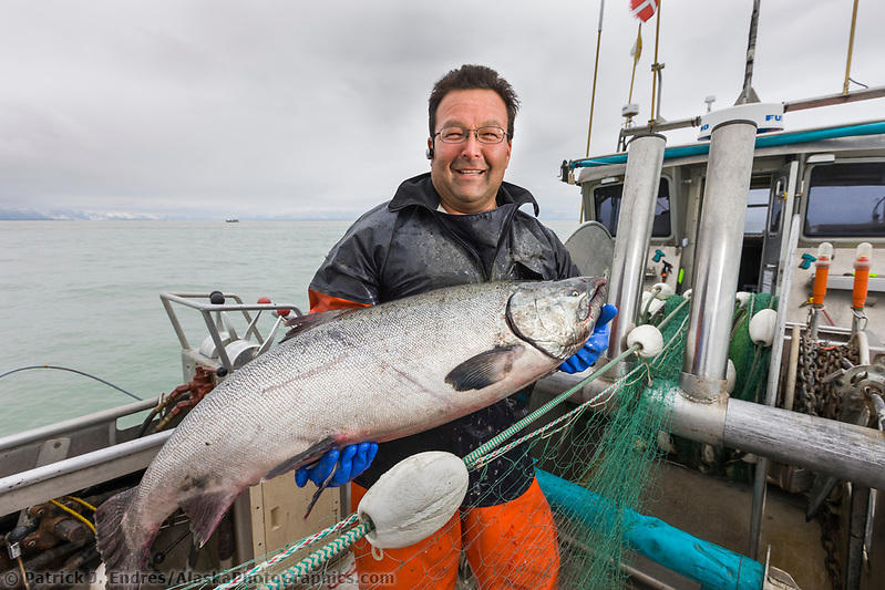 Alaska Salmon Photos Include The Pink Red And King Salmon.