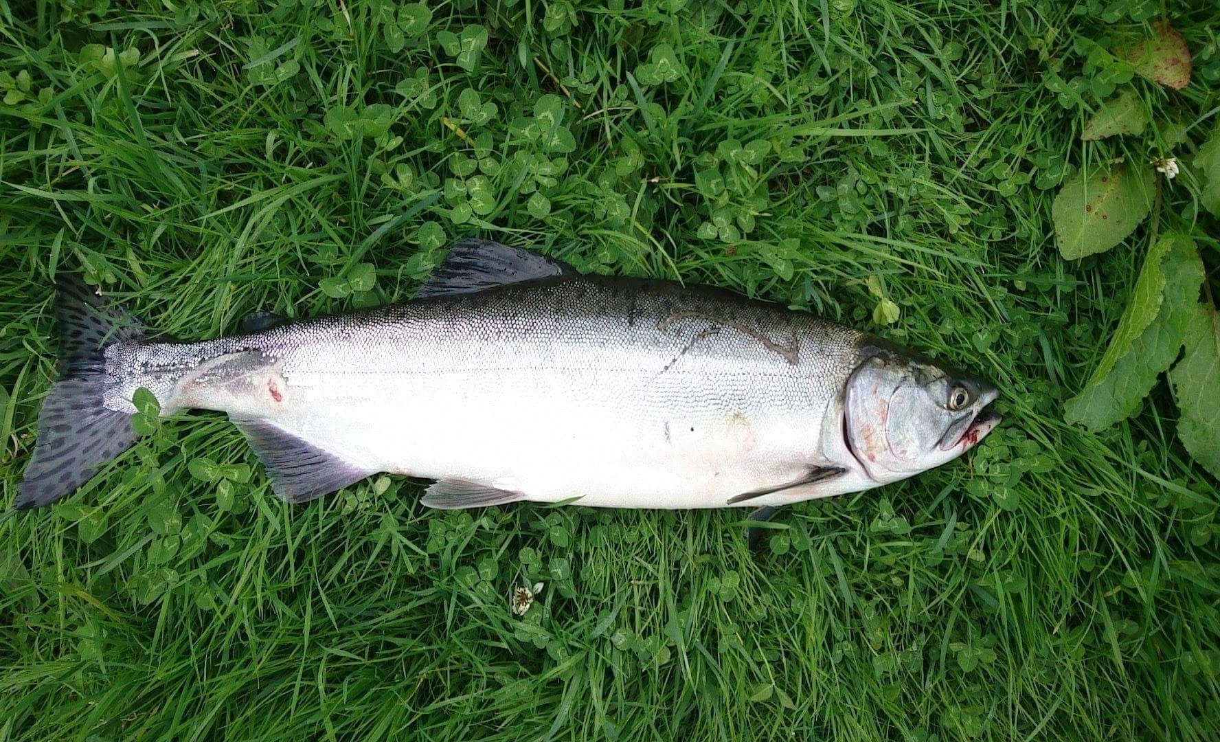 Alert After Non-Native Salmon Hooked In River Dee