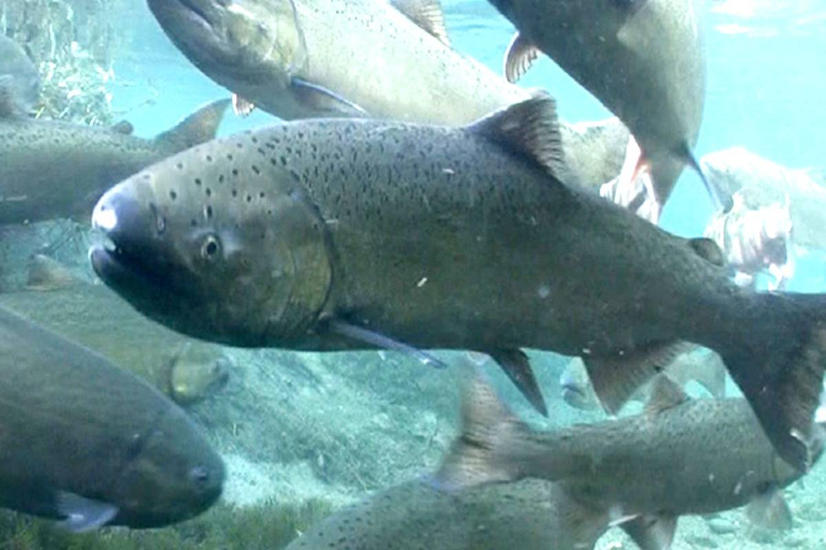 Chinook Salmon Limits Set To Zero In Some Bc Tidal Waters