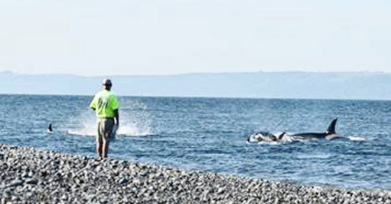 J-Pod Orcas Return To The Salish Sea To &#039;Scout&#039; For Salmon