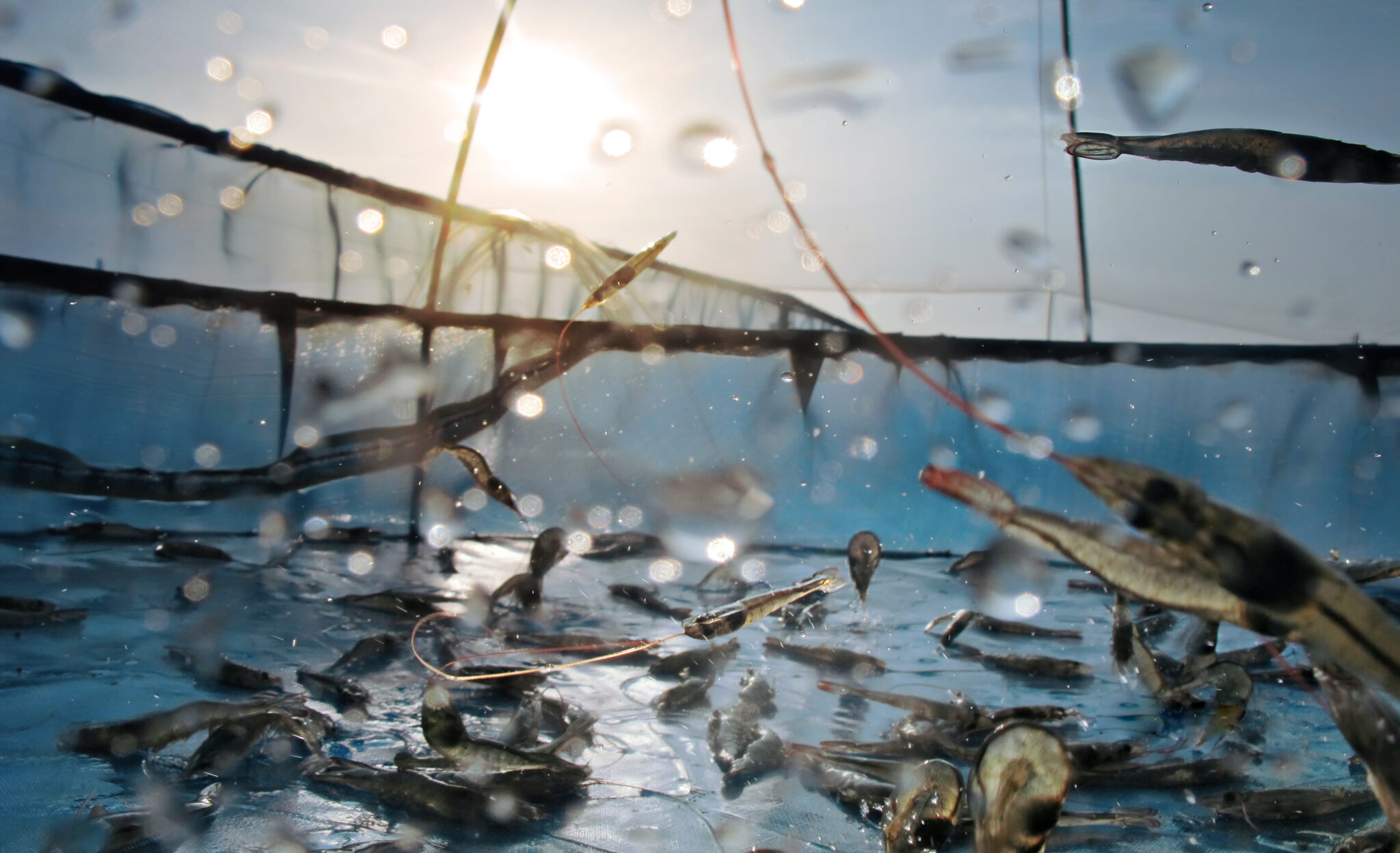 Sponsored: Salmon Seaweed And Sustainability; The Future