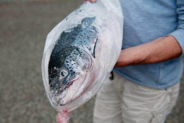 Update: Atlantic Salmon Showing Up In Sto:lo Nets On The